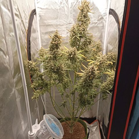 Strawberry Pie Auto growlog timeline photo