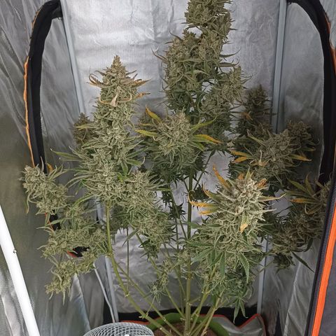 Strawberry Pie Auto growlog timeline photo