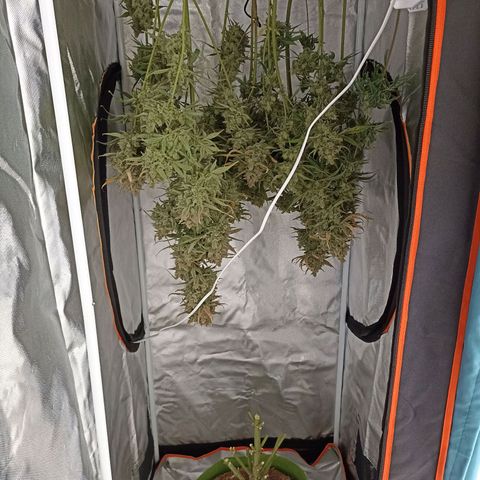 Strawberry Pie Auto growlog photo: Harvest