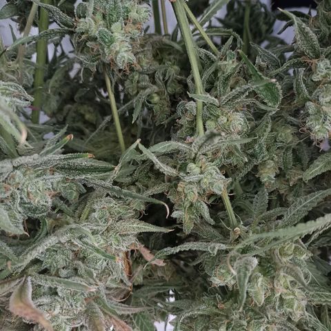 Strawberry Pie Auto growlog photo: Harvest