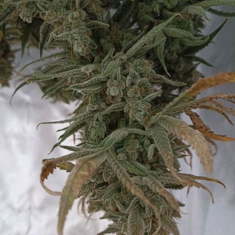 Strawberry Pie Auto growlog photo: Harvest