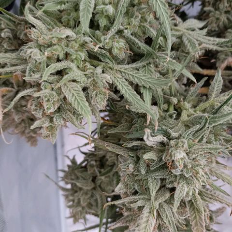 Strawberry Pie Auto growlog photo: Harvest