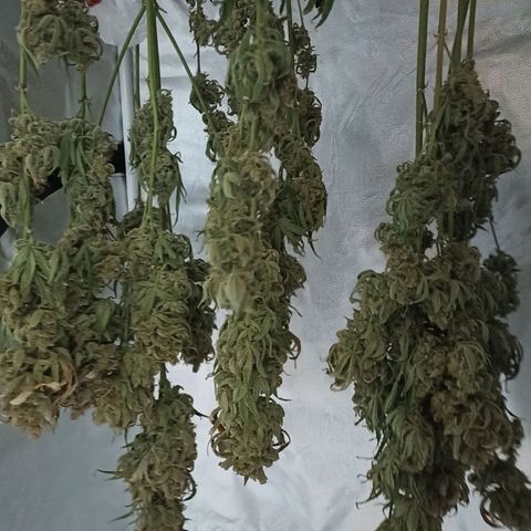 Strawberry Pie Auto growlog timeline photo