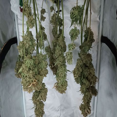 Strawberry Pie Auto growlog timeline photo