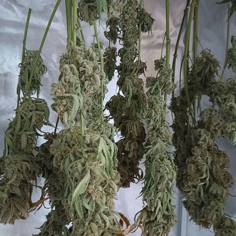 Strawberry Pie Auto growlog timeline photo