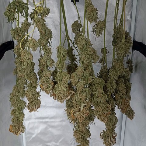 Strawberry Pie Auto growlog timeline photo