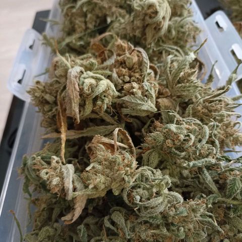 Strawberry Pie Auto growlog timeline photo