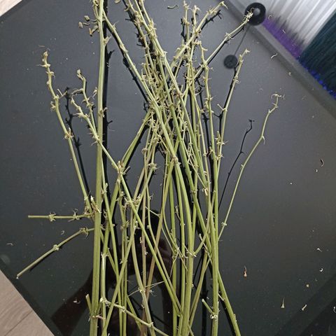 Strawberry Pie Auto growlog timeline photo