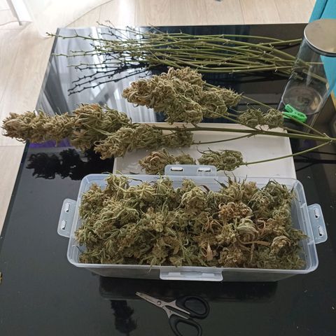 Strawberry Pie Auto growlog timeline photo