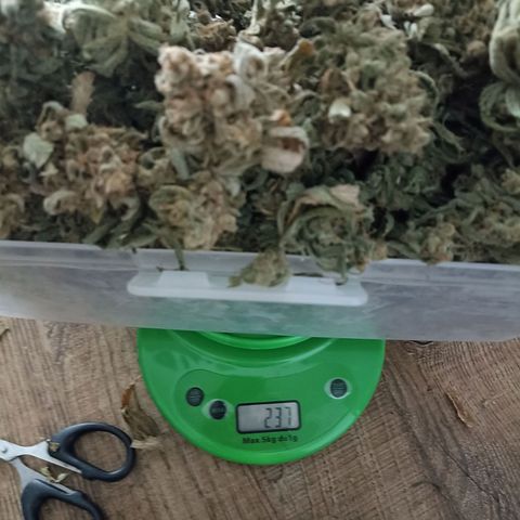 Strawberry Pie Auto growlog timeline photo