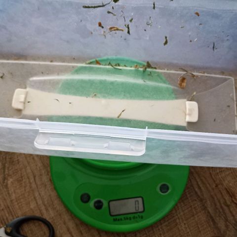 Strawberry Pie Auto growlog timeline photo