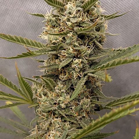 Gorilla Cookies Auto growlog in Growbox 60x60x180