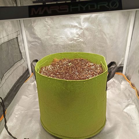 Ztrawberriez Auto growlog timeline photo