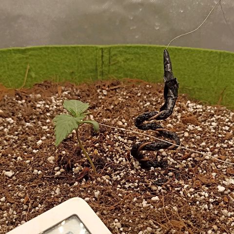Ztrawberriez Auto growlog photo: the coil increases the flow of current in the plant