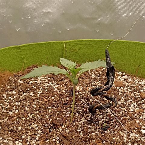 Ztrawberriez Auto growlog timeline photo