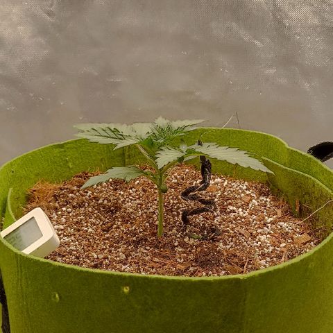 Ztrawberriez Auto growlog timeline photo