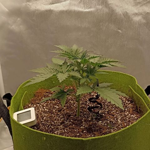 Ztrawberriez Auto growlog timeline photo