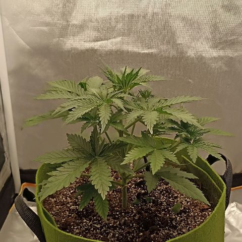 Ztrawberriez Auto growlog timeline photo