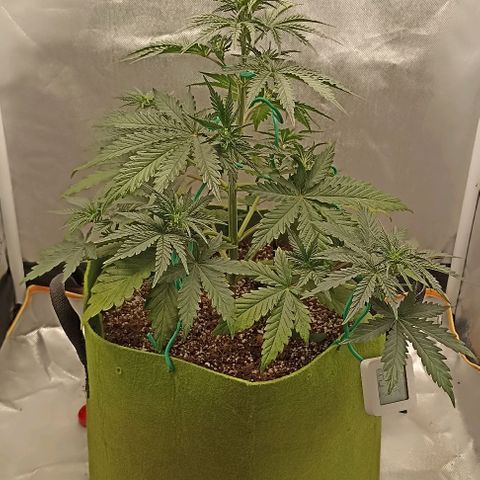 Ztrawberriez Auto growlog photo: Preflowering