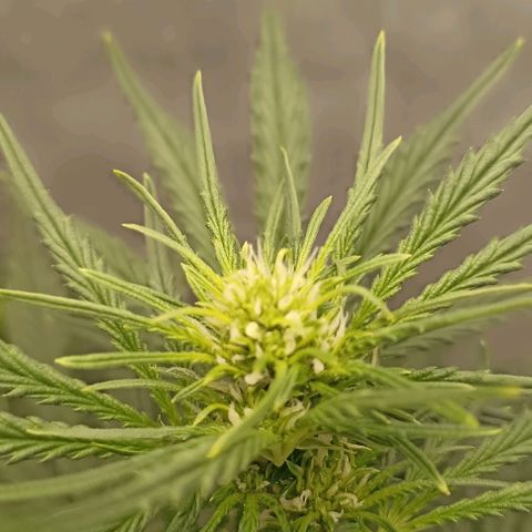 Ztrawberriez Auto growlog timeline photo