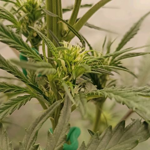 Ztrawberriez Auto growlog timeline photo