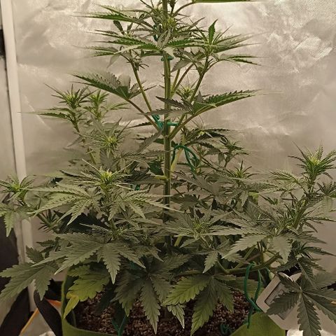 Ztrawberriez Auto growlog timeline photo