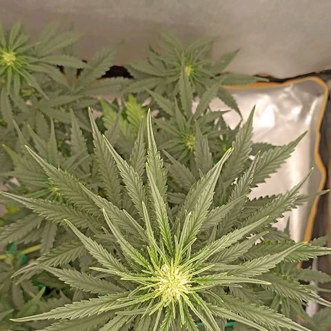 Ztrawberriez Auto growlog timeline photo
