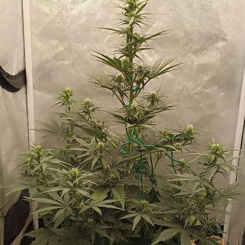 Ztrawberriez Auto growlog timeline photo