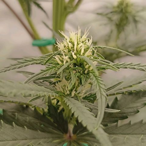Ztrawberriez Auto growlog timeline photo
