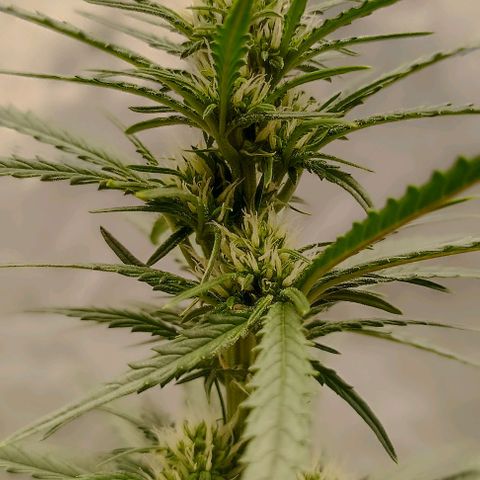 Ztrawberriez Auto growlog timeline photo