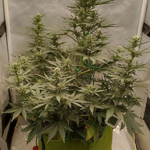 Ztrawberriez Auto growlog timeline photo