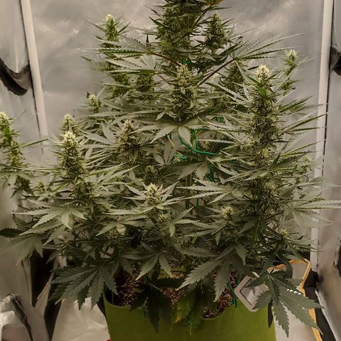 Ztrawberriez Auto growlog timeline photo