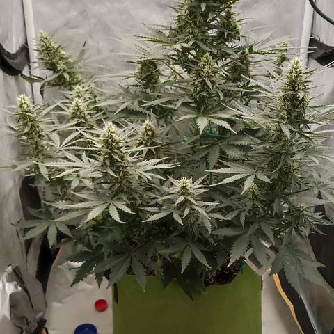 Ztrawberriez Auto growlog timeline photo