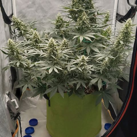 Ztrawberriez Auto growlog timeline photo