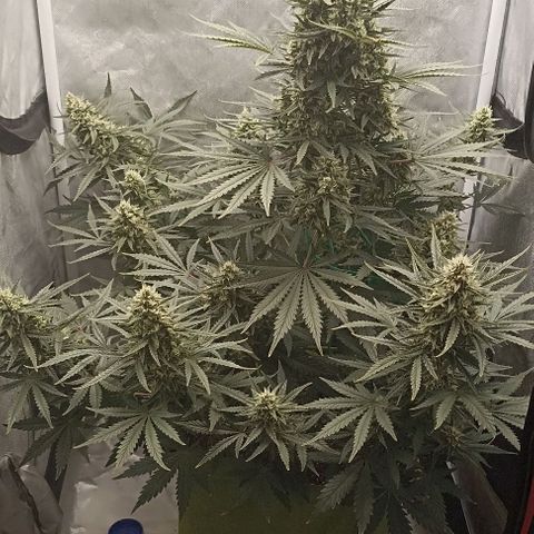 Ztrawberriez Auto growlog timeline photo