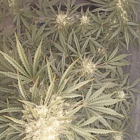 Ztrawberriez Auto growlog timeline photo