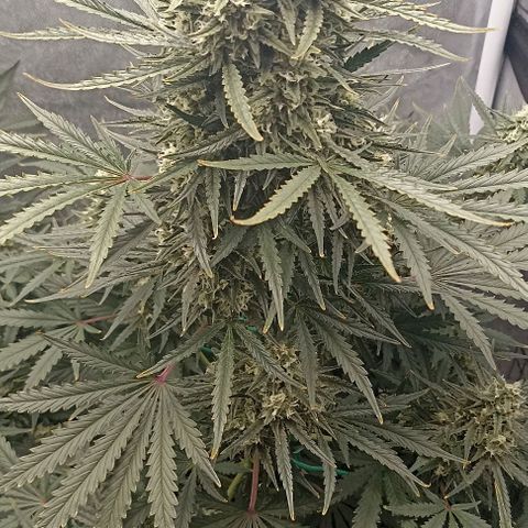 Ztrawberriez Auto growlog timeline photo