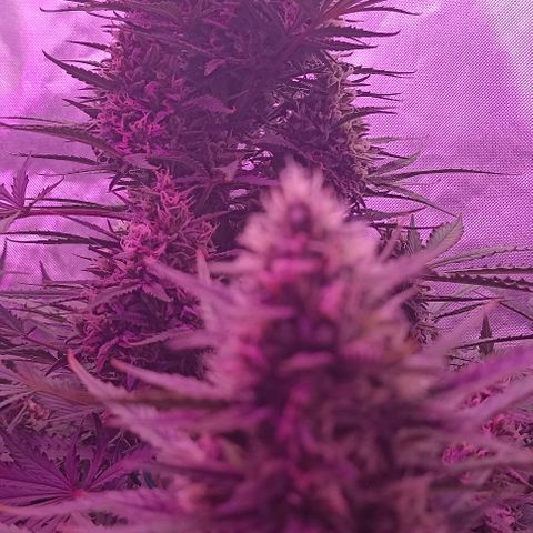 Ztrawberriez Auto growlog timeline photo