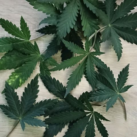 Ztrawberriez Auto growlog timeline photo