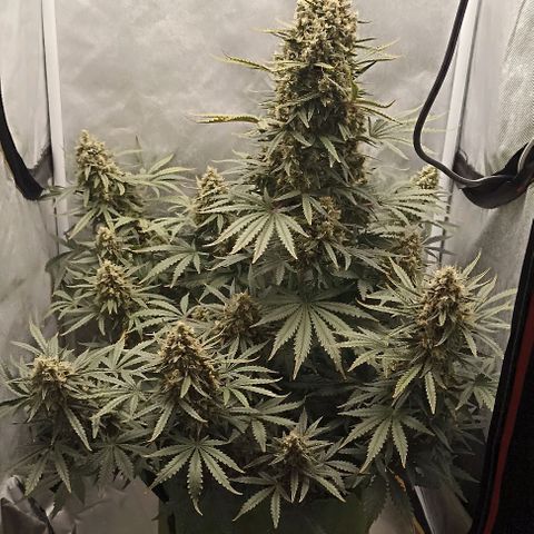 Ztrawberriez Auto growlog timeline photo