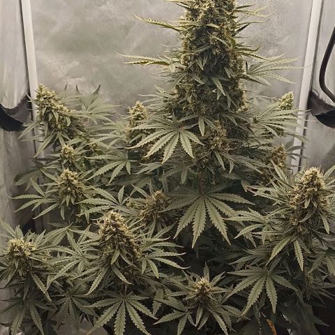 Ztrawberriez Auto growlog timeline photo