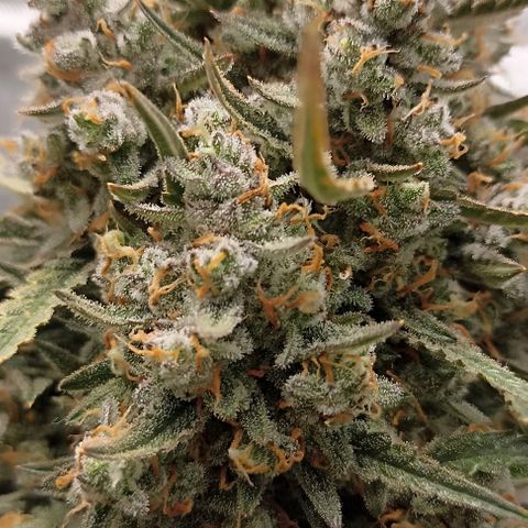 Ztrawberriez Auto growlog timeline photo