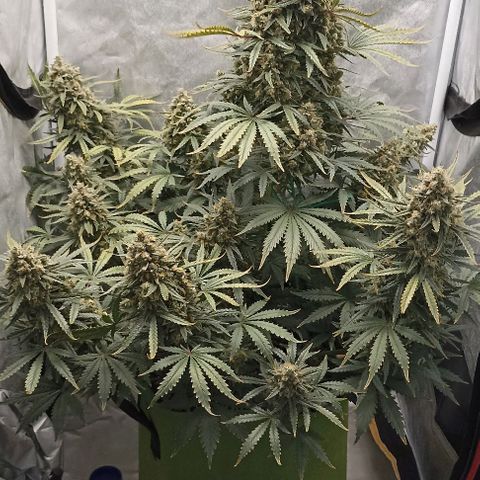 Ztrawberriez Auto growlog timeline photo