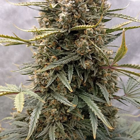 Ztrawberriez Auto growlog timeline photo