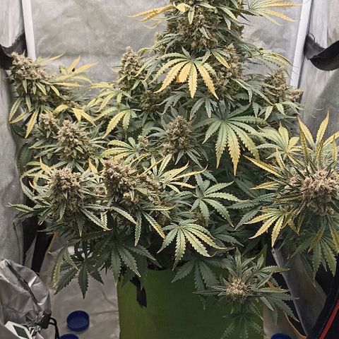 Ztrawberriez Auto growlog timeline photo