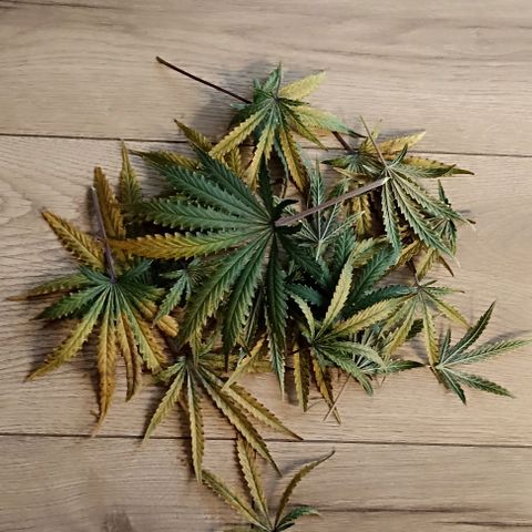Ztrawberriez Auto growlog photo: Crop