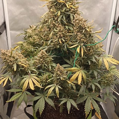 Ztrawberriez Auto growlog timeline photo