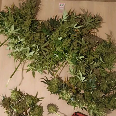 Ztrawberriez Auto growlog timeline photo