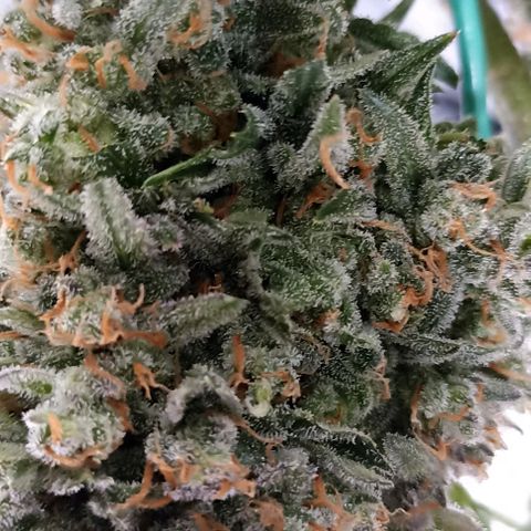 Ztrawberriez Auto growlog timeline photo
