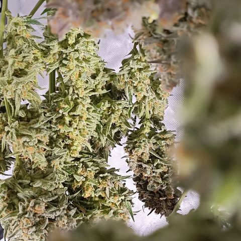 Ztrawberriez Auto growlog timeline photo